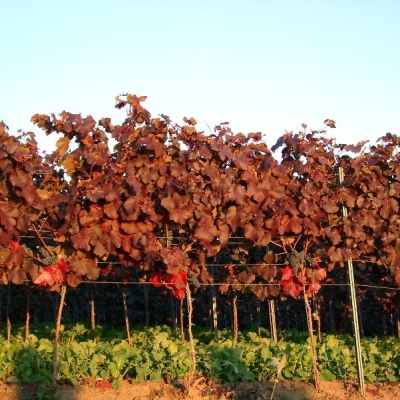 Cabernet Mitos 10210019